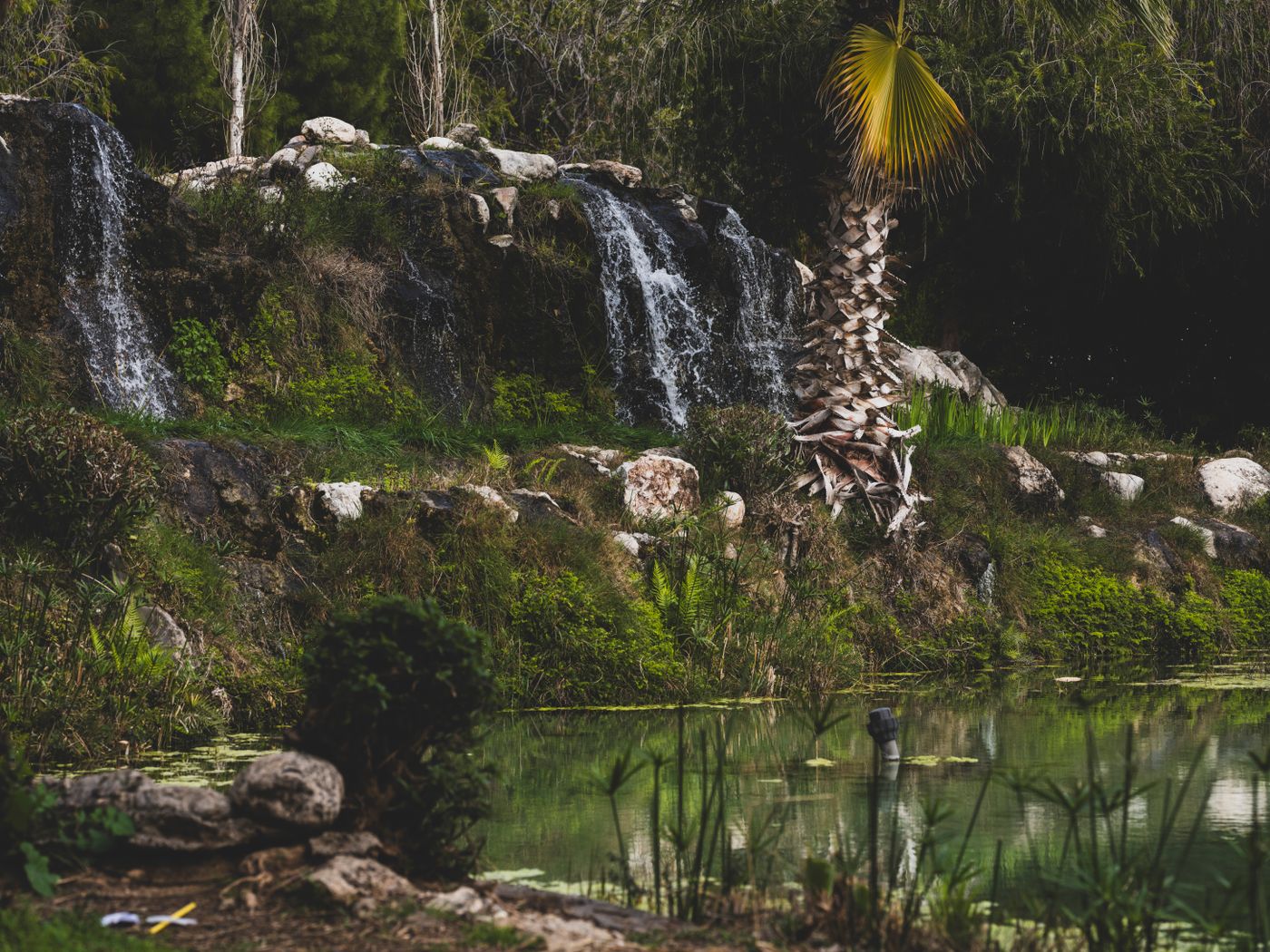 Waterfall pond with tropical landscaping and a palm tree
